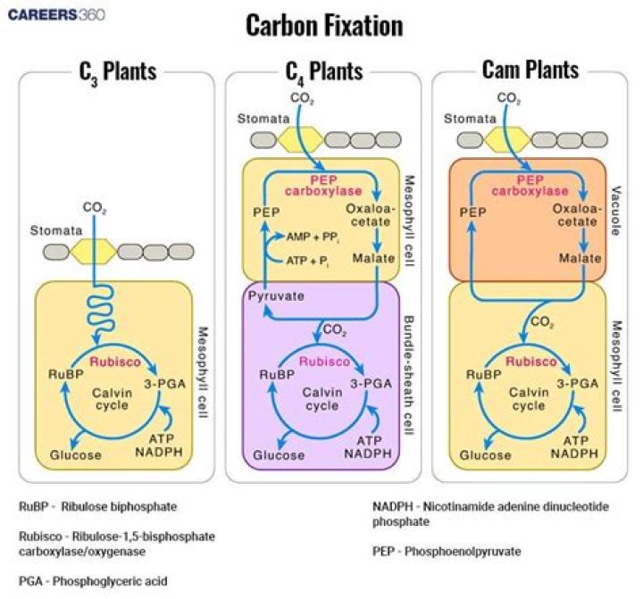 Why is CAM sometimes referred to as C4 carbon fixation
