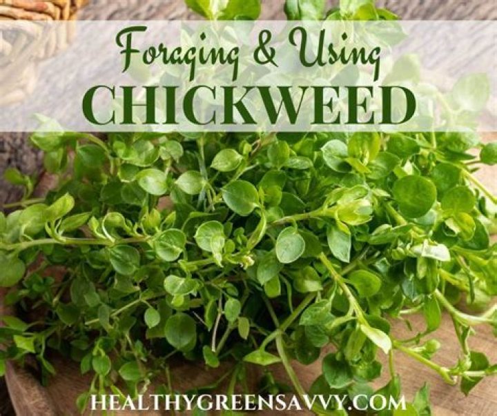 Why is chickweed called chickweed