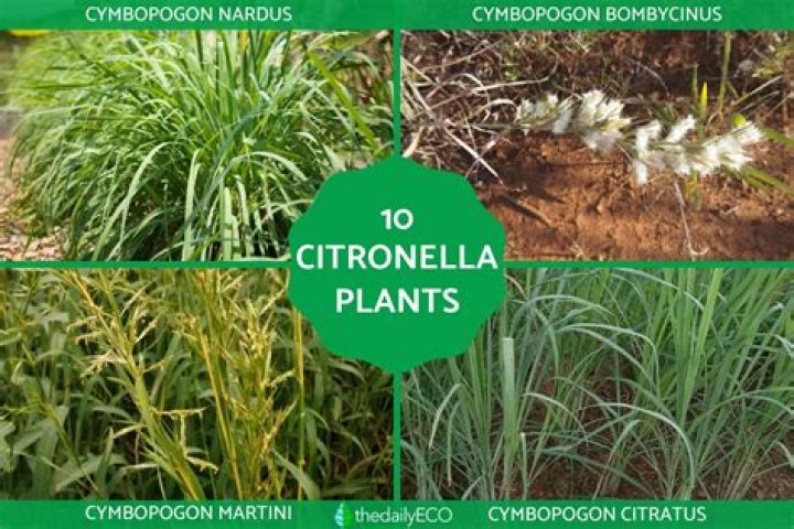 Why is citronella for outdoor use only