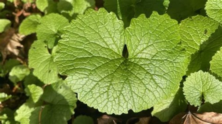 Why is garlic mustard a problem