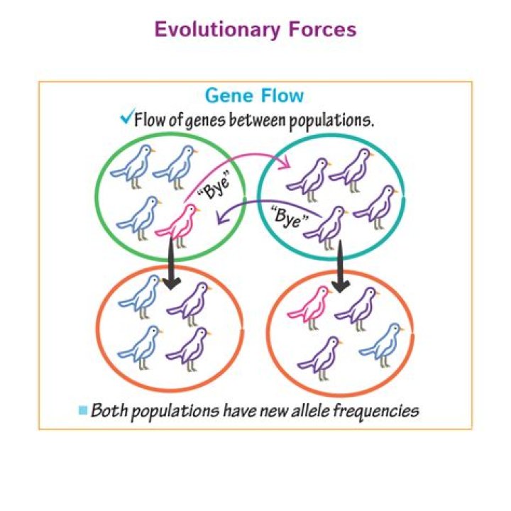 Why is gene flow important for evolution