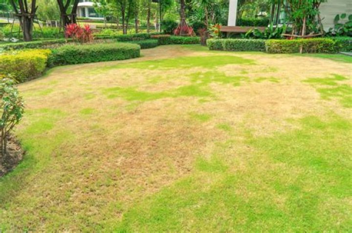 Why is Grass bad for your lawn
