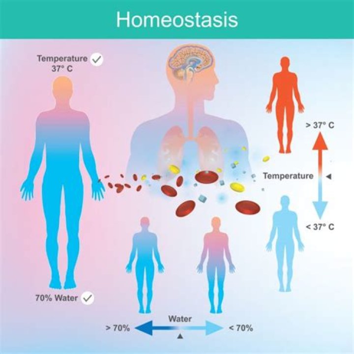 Why is homeostasis of oxygen and carbon levels so important for human life