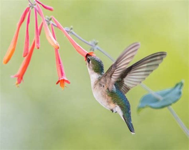 Why is honey not good for hummingbirds
