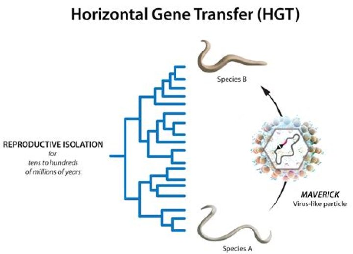 Why is horizontal gene transfer a problem