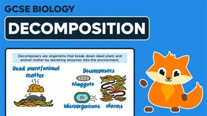 Why is human decomposition important
