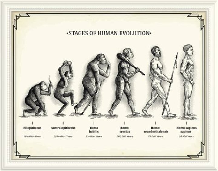 Why is human evolution important
