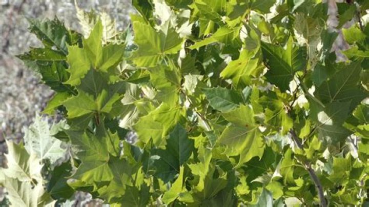 Why is it called a plane tree
