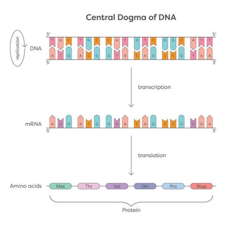 Why is it called the Central Dogma
