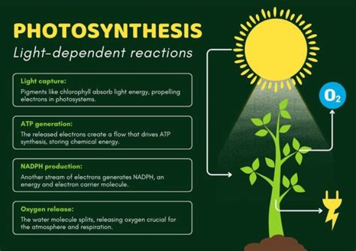 Why is light intensity important for photosynthesis