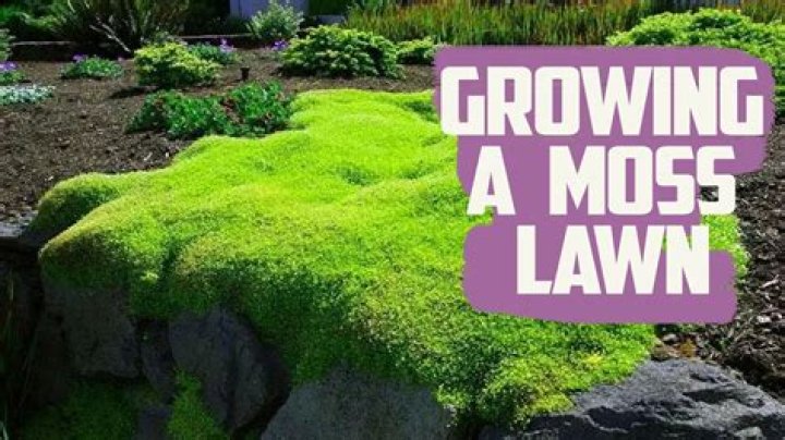 Why is moss growing in my flower beds