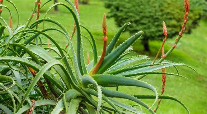 Why is my aloe plant flowering