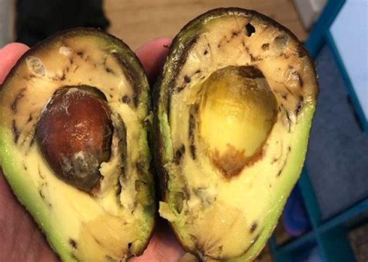 Why is my avocado tree turning black