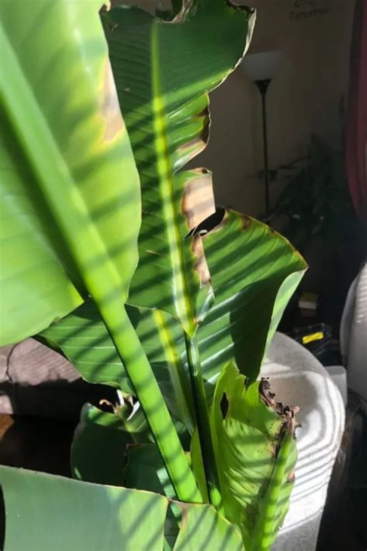 Why is my bird of paradise dying