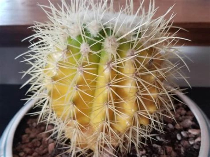 Why is my cactus blooming