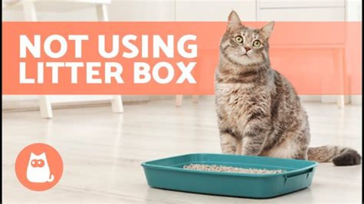 Why is my cat not pooping in the litter box all of a sudden
