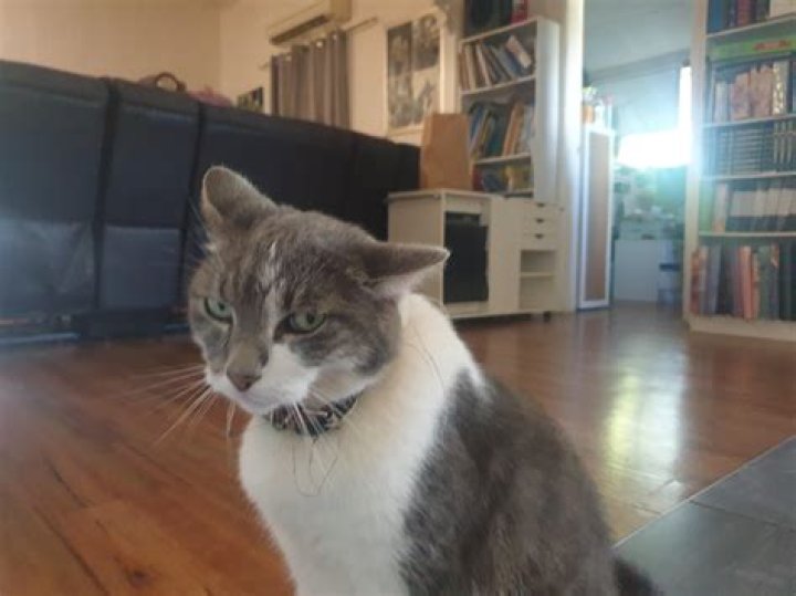 Why is my cat tilting his head