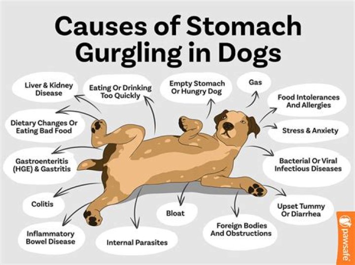 Why is my dogs tummy gurgling
