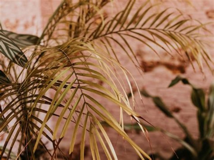 Why is my Fishtail palm turning brown