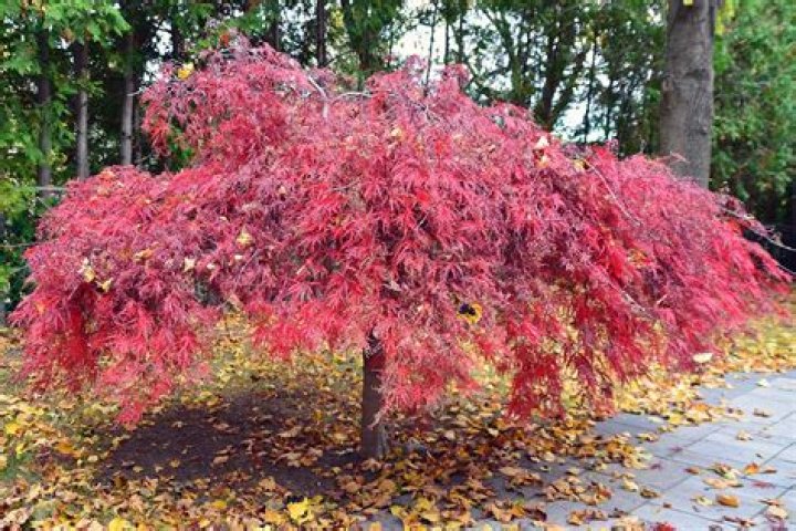 Why is my Japanese maple not red