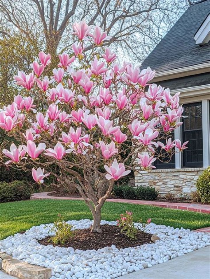 Why is my port wine magnolia dying