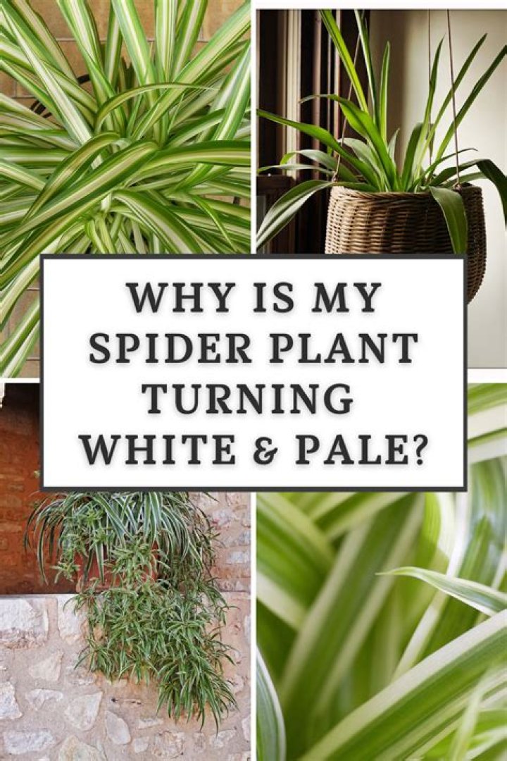 Why is my spider plant turning white