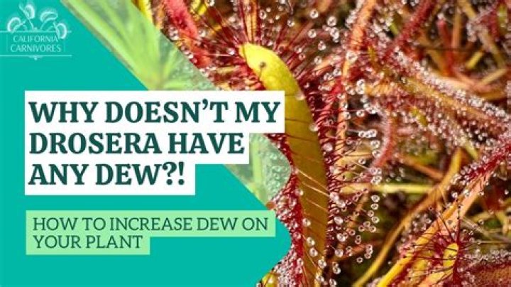 Why is my sundew not sticky