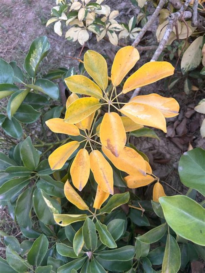 Why is my umbrella tree turning yellow