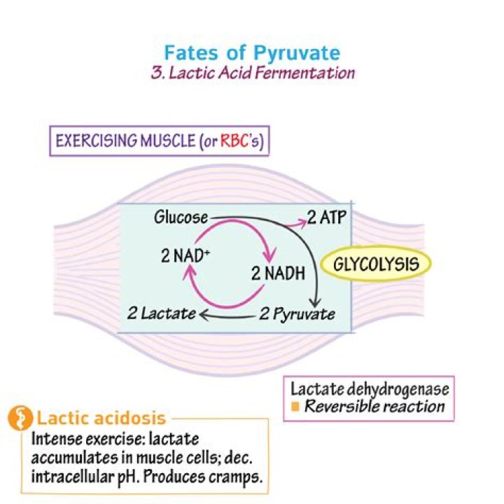 Why is pyruvate converted to lactate