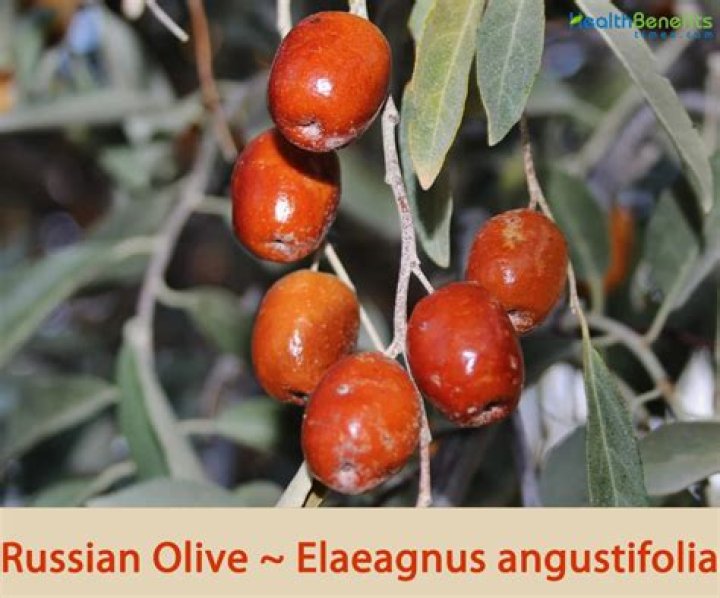 Why is Russian olive invasive