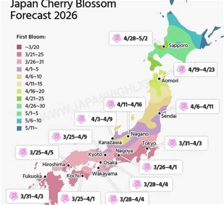 Why is sakura so important to Japan