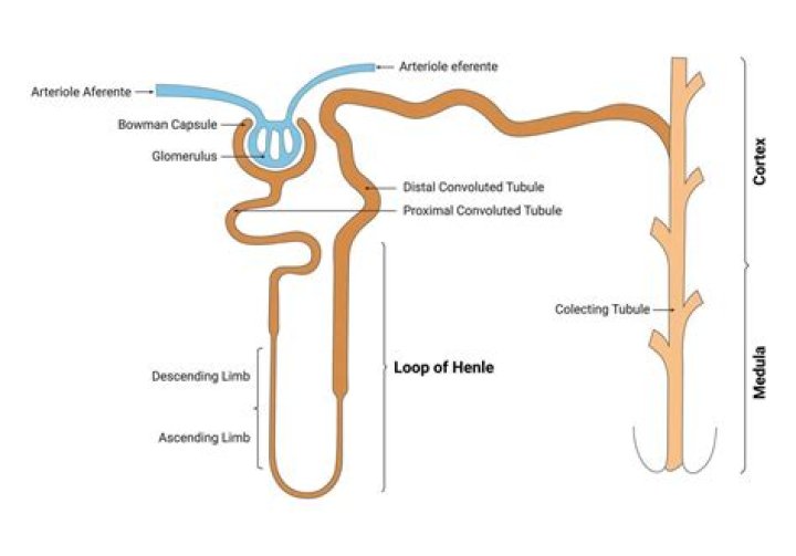 Why is the loop of Henle longer in desert animals