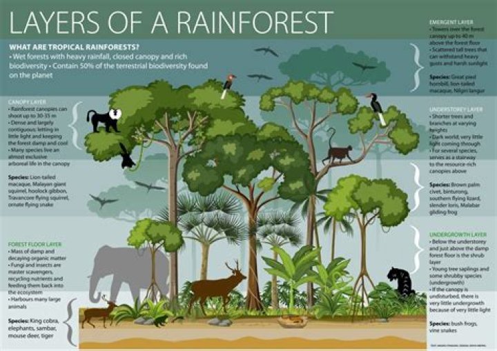 Why is the tropical rainforest in Malaysia important