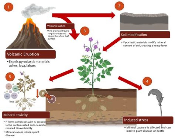 Why is volcanic soil rich in nutrients