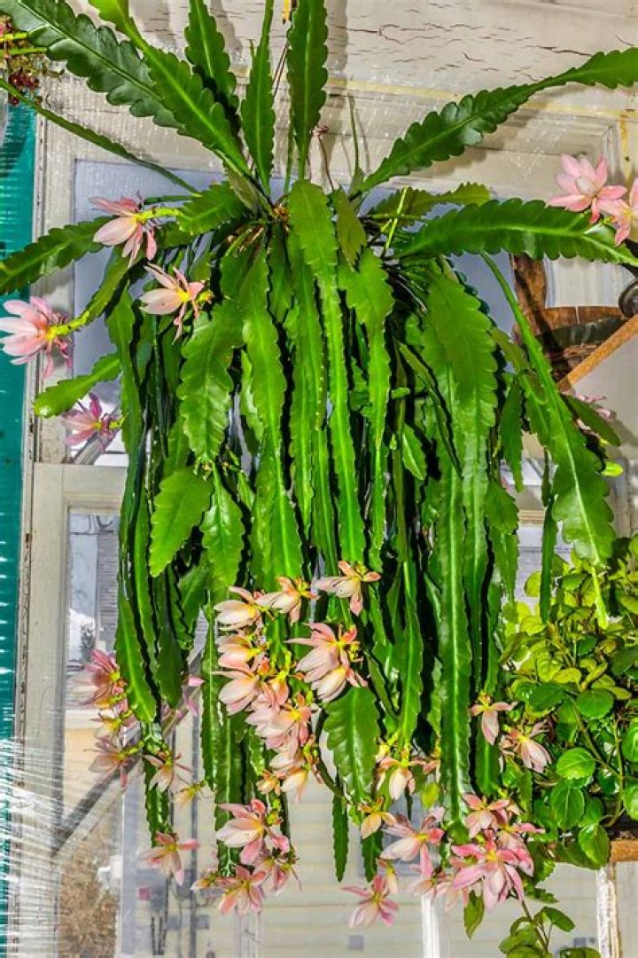 Why isnt my orchid cactus blooming