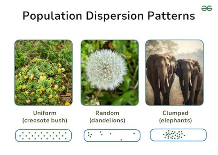 Why might a population live in a uniform dispersion