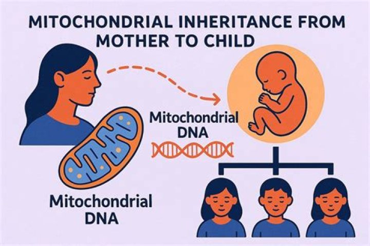 Why mitochondrial DNA is passed from mothers only