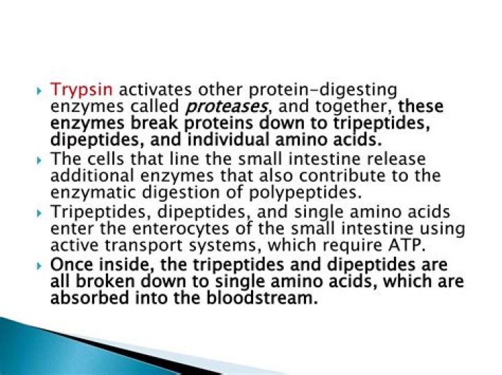 Why pepsin is secreted in inactive state
