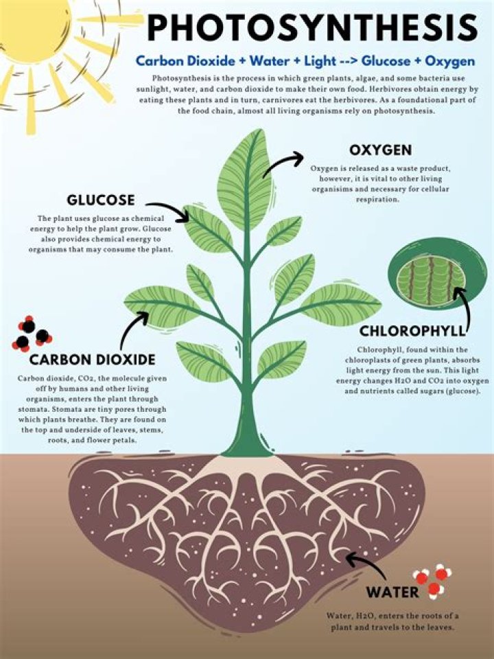 Why roots do not photosynthesis