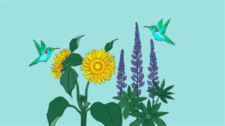 Why should we save hummingbirds