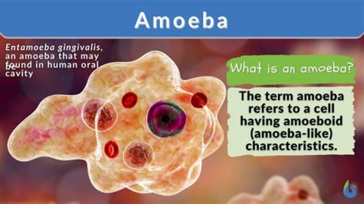 Why the Amoeba Proteus is considered an animal