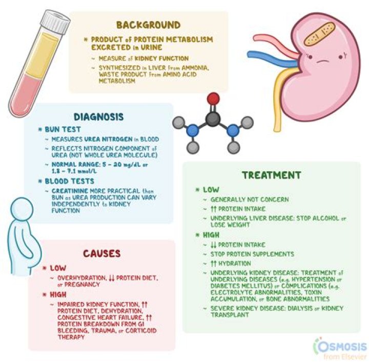 Why the kidneys reabsorb urea into the blood even though it is a waste product