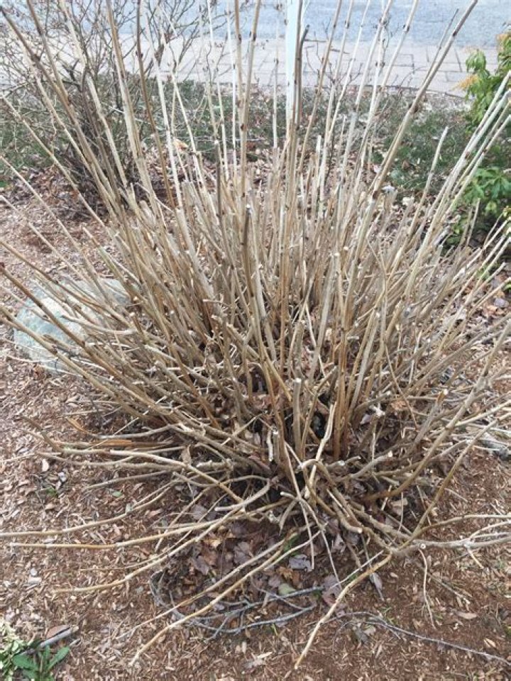 Will a dead hydrangea come back