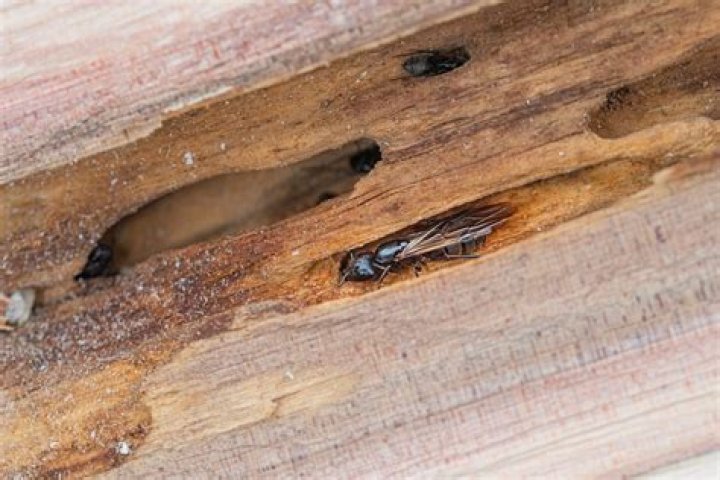 Will ants get stuck in honey
