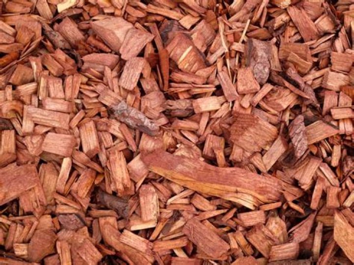 Will cedar chips get rid of fleas