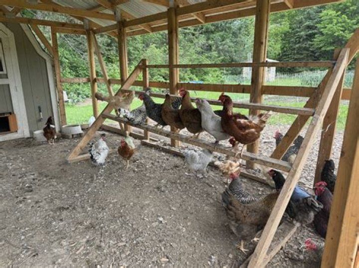 Will chickens fly over a fence
