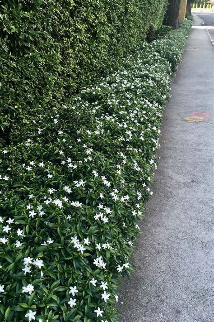 Will Chinese star jasmine grow in shade