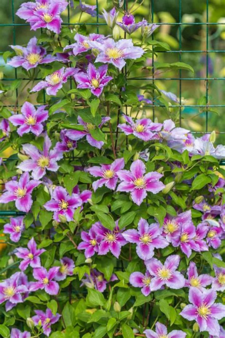 Will clematis grow in partial shade