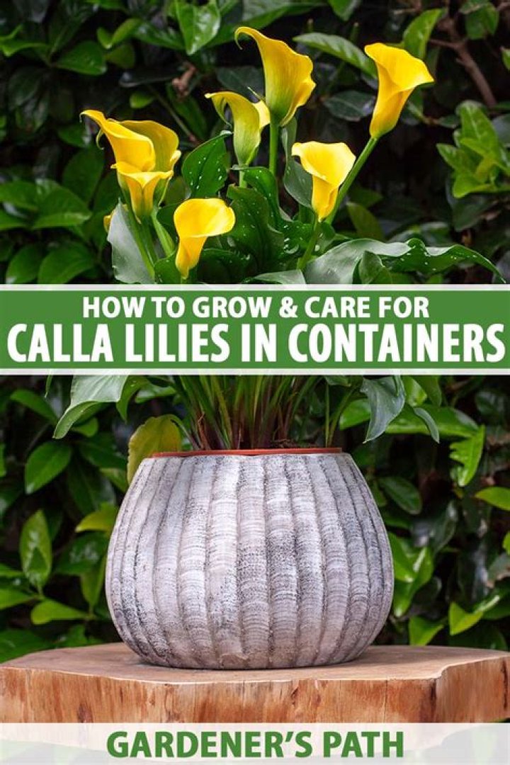 Will deer eat calla lily