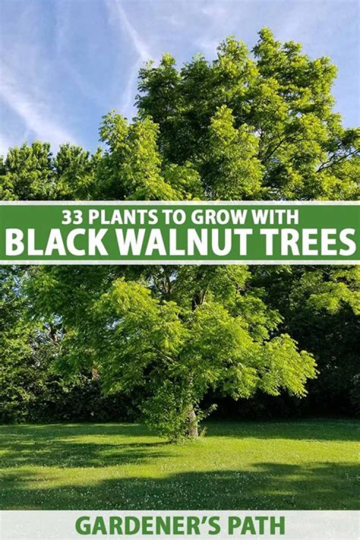 Will hostas grow under black walnut trees